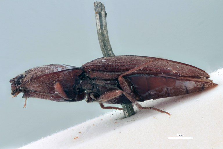 Horistonotus flavidus Lt L.jpg