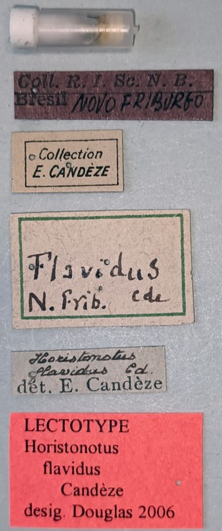 Horistonotus flavidus Lt Labels.jpg