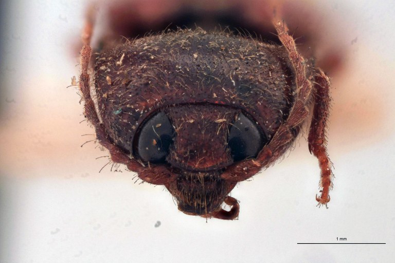 Horistonotus lusor T F.jpg