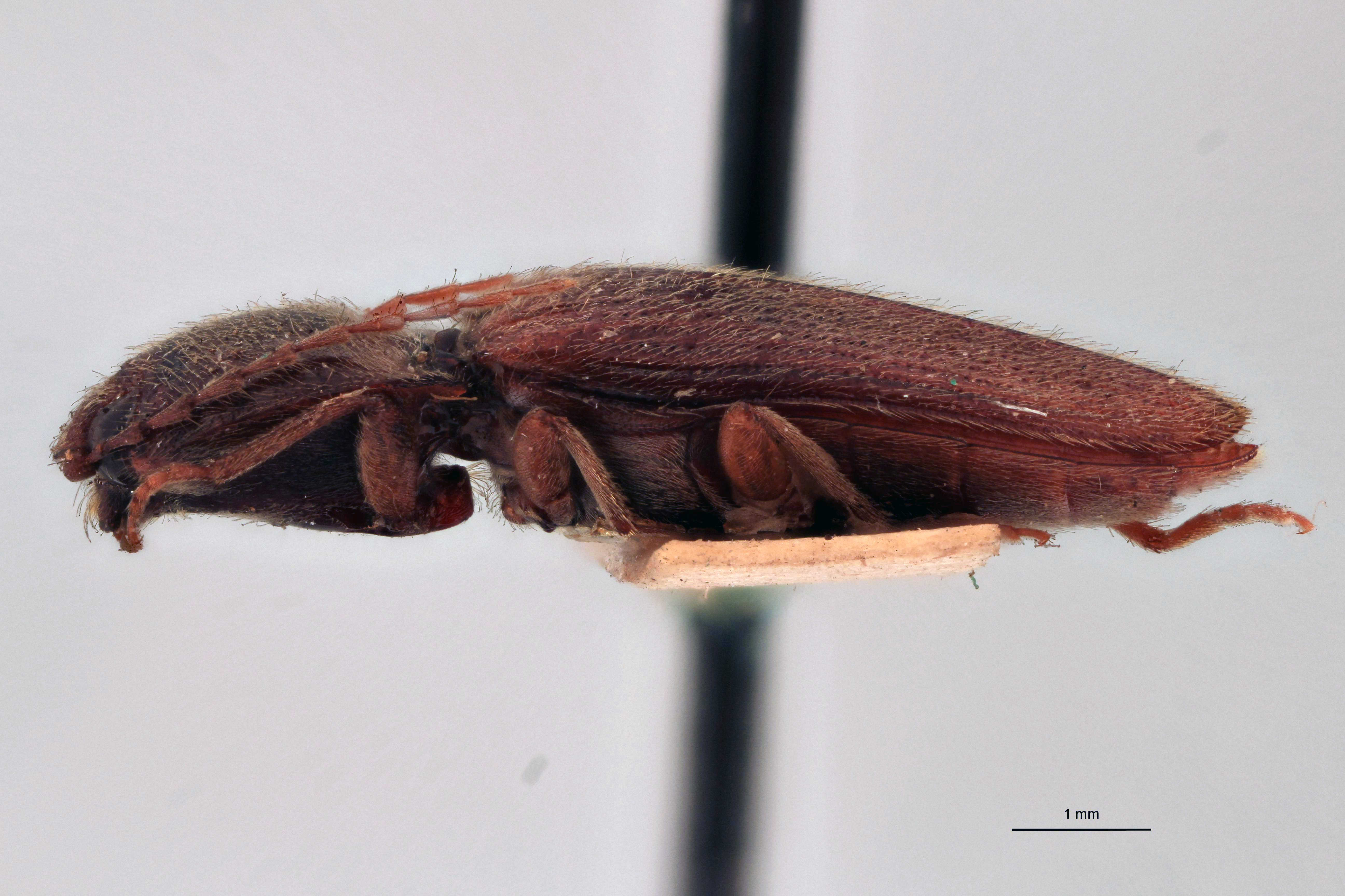 Horistonotus lusor T L.jpg