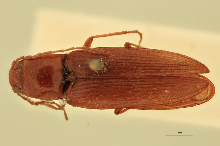 Horistonotus pedestris T D.jpg Horistonotus pedestris T D.jpg