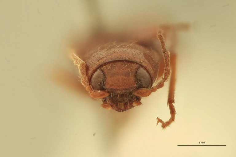 Horistonotus pedestris T F.jpg Horistonotus pedestris T F.jpg