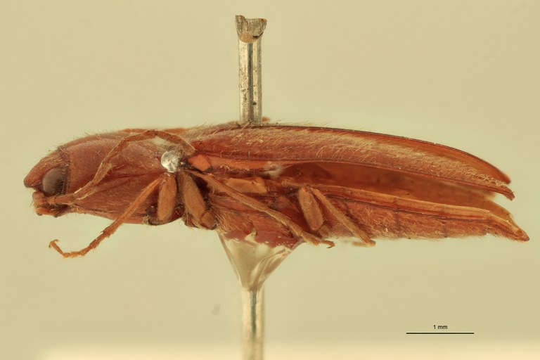 Horistonotus pedestris T L.jpg Horistonotus pedestris T L.jpg