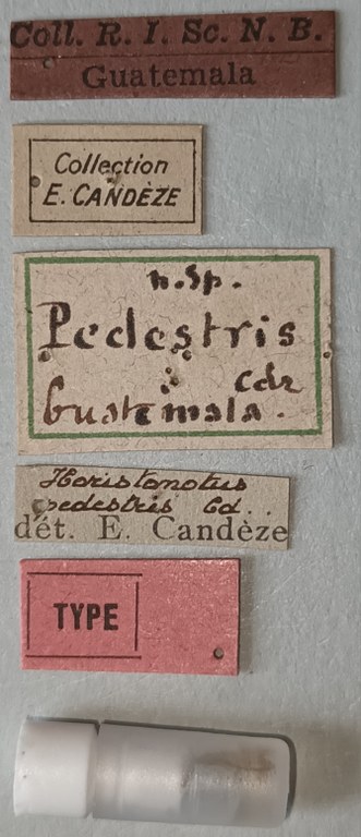 Horistonotus pedestris T Labels.jpg Horistonotus pedestris T Labels.jpg