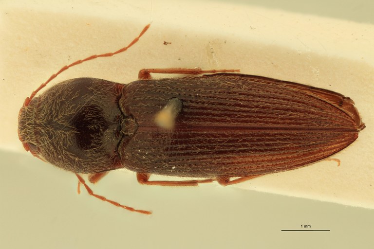 Horistonotus rufiventris T D.jpg Horistonotus rufiventris T D.jpg