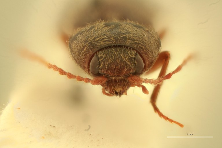 Horistonotus rufiventris T F.jpg Horistonotus rufiventris T F.jpg