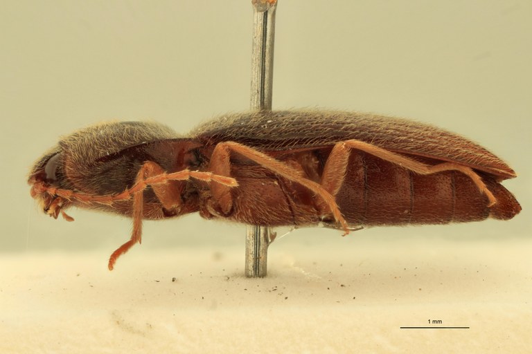 Horistonotus rufiventris T L.jpg Horistonotus rufiventris T L.jpg