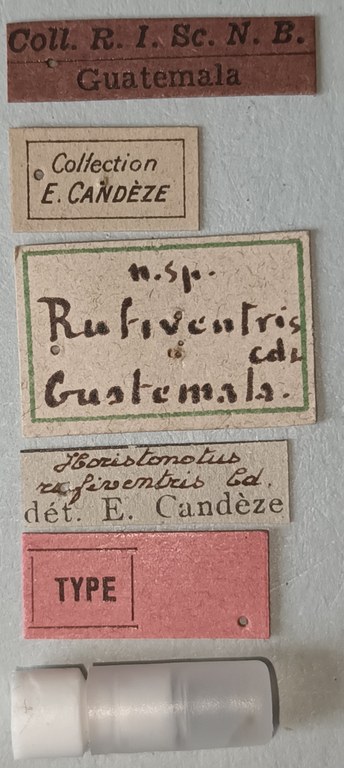 Horistonotus rufiventris T Labels.jpg Horistonotus rufiventris T Labels.jpg