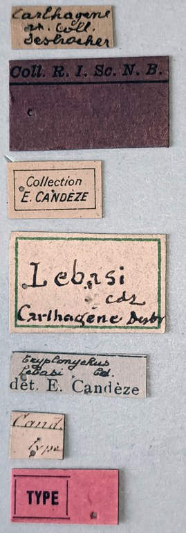 Triplonychus lebasi T Labels.jpg