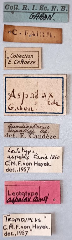 Tropidiplus aspalax F Lt Labels.jpg