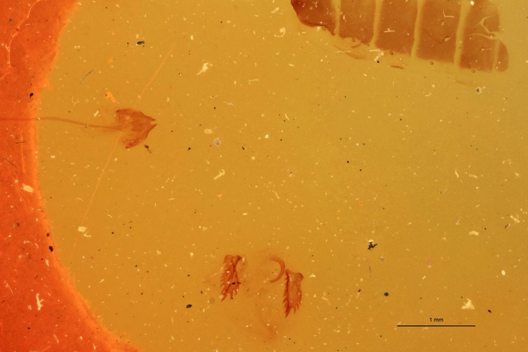 Tropidiplus aspalax F Lt Parameres.jpg