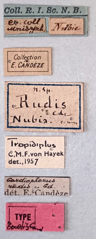 Tropidiplus rudis F T Labels.jpg