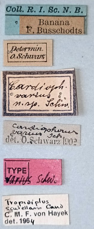 Tropidiplus scutellaris F T Labels.jpg
