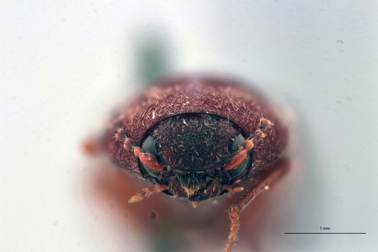 Tropidiplus stali F Plt F.jpg
