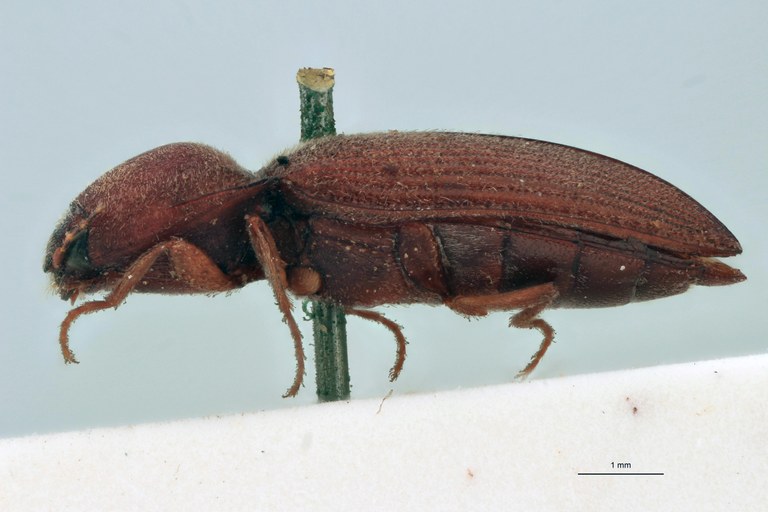 Tropidiplus stali F Plt L.jpg