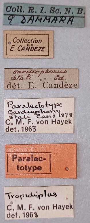 Tropidiplus stali F Plt Labels.jpg