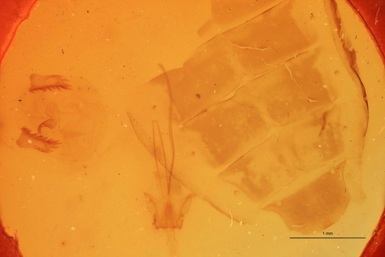 Tropidiplus stali F Plt Parameres.jpg