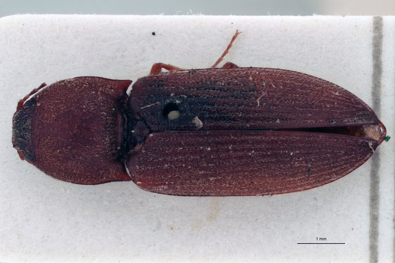 Tropidiplus stali F Lt D.jpg