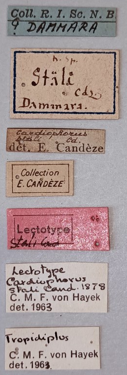 Tropidiplus stali F Lt Labels.jpg