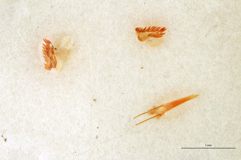 Tropidiplus stali F Lt Parameres.jpg