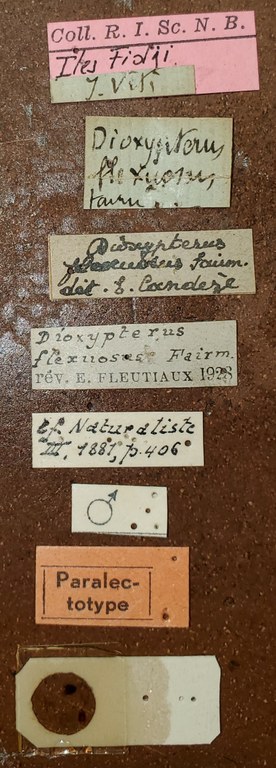 Dioxypterus flexuosus M Plt Labels.jpg