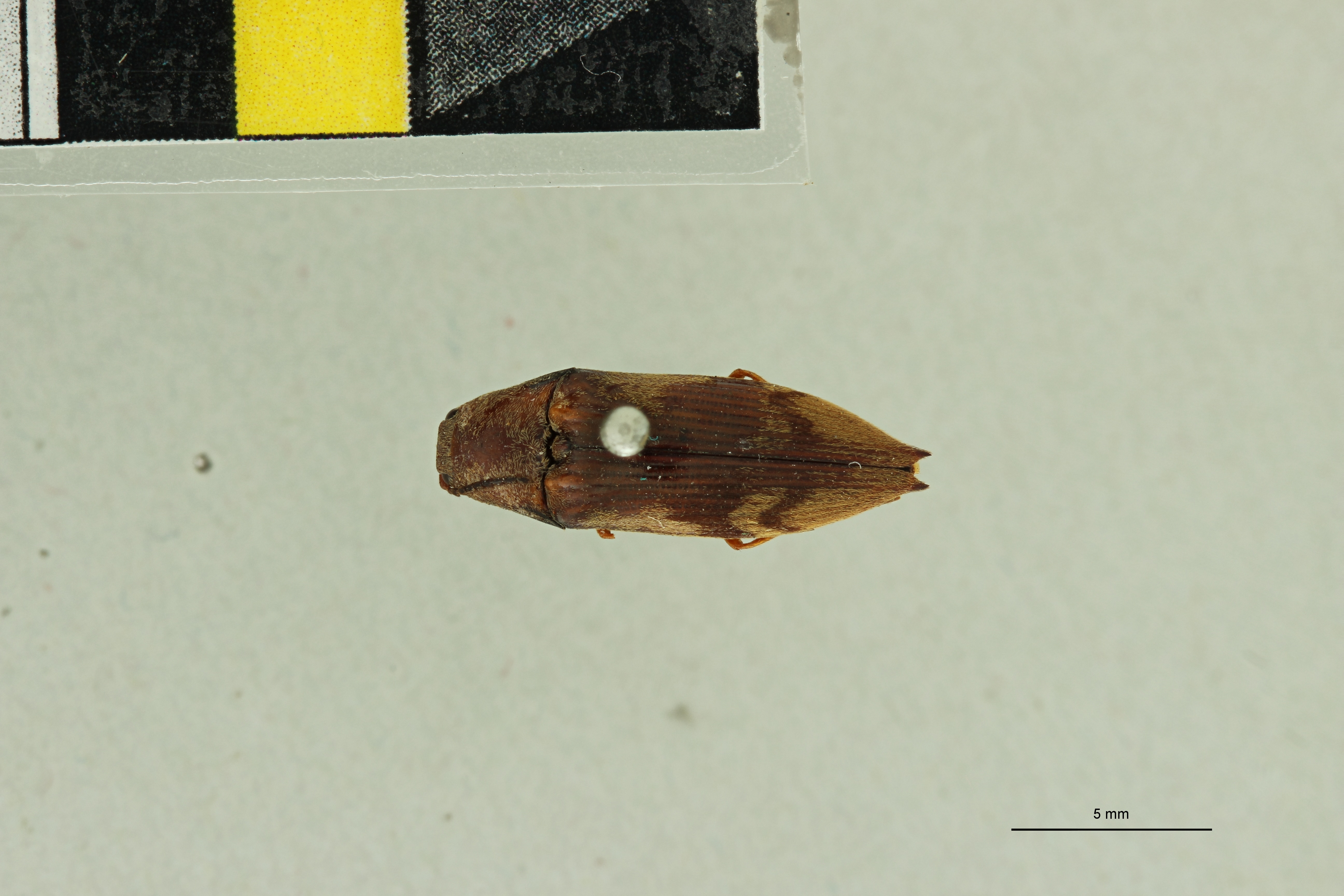 Dioxypterus flexuosus F Lt D.jpg