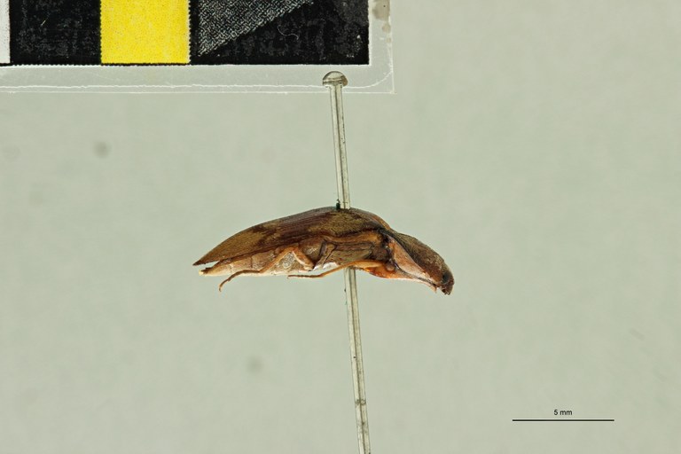 Dioxypterus flexuosus F Lt L.jpg Dioxypterus flexuosus F Lt L.jpg