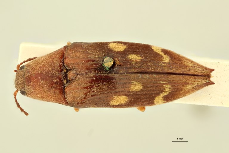 Dioxypterus guttulatus F Lt D.jpg