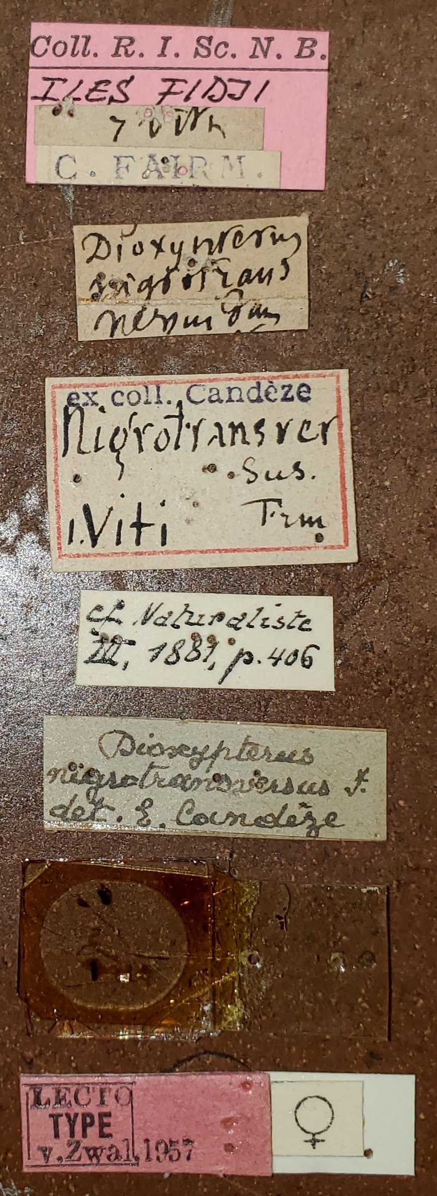 Dioxypterus nigrotransversus F Lt Labels.jpg