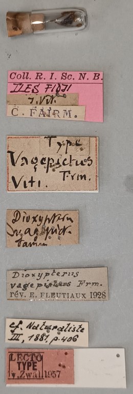 Dioxypterus vagepictus F Lt Labels.jpg