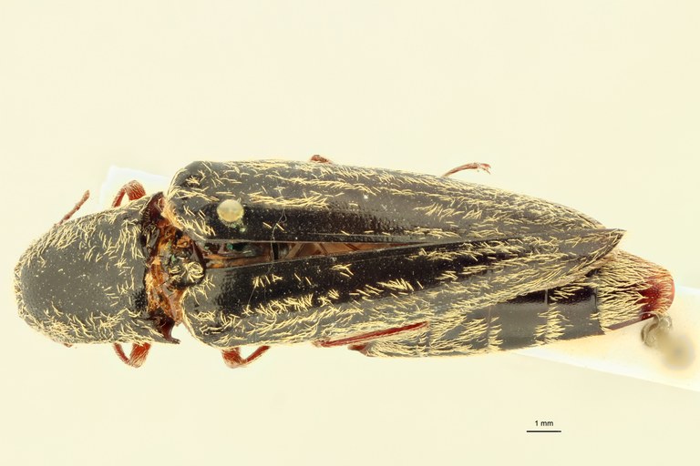 Dodecactenus staudingeri T D.jpg