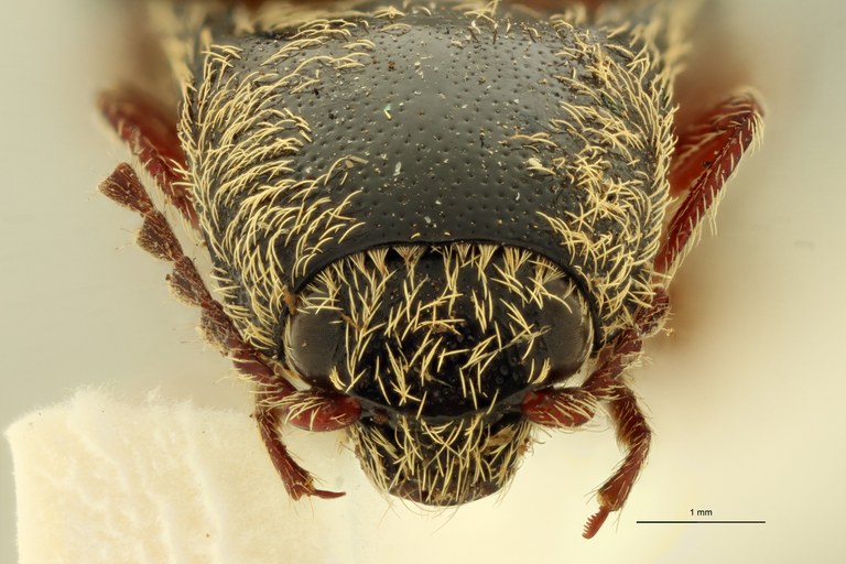 Dodecactenus staudingeri T F.jpg