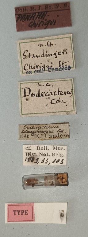 Dodecactenus staudingeri T Labels.jpg