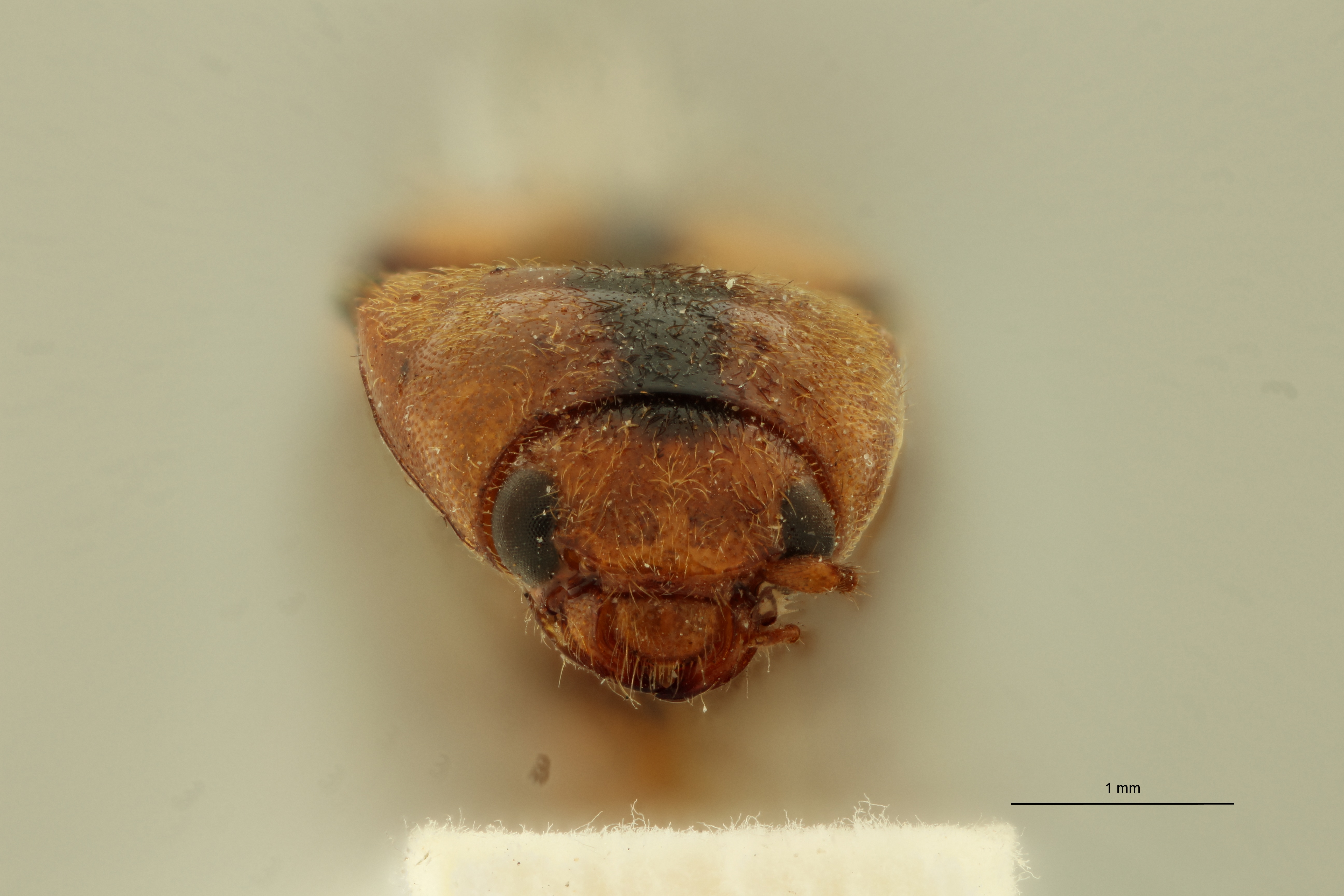 Oxystethus scapulatus T F.jpg