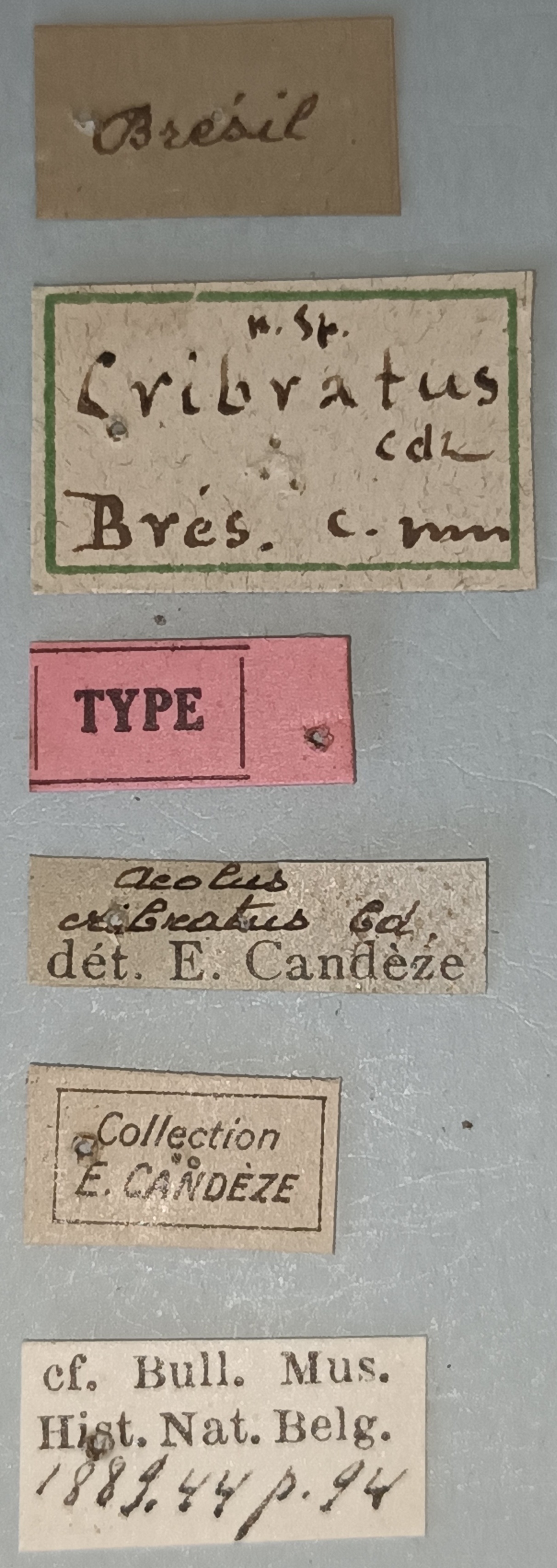 Aeolus cribratus T Labels.jpg