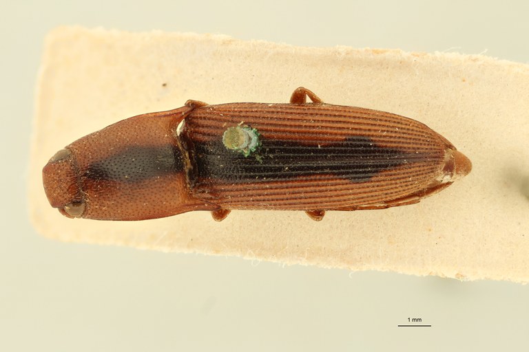 Aeolus cylindricus T D.jpg