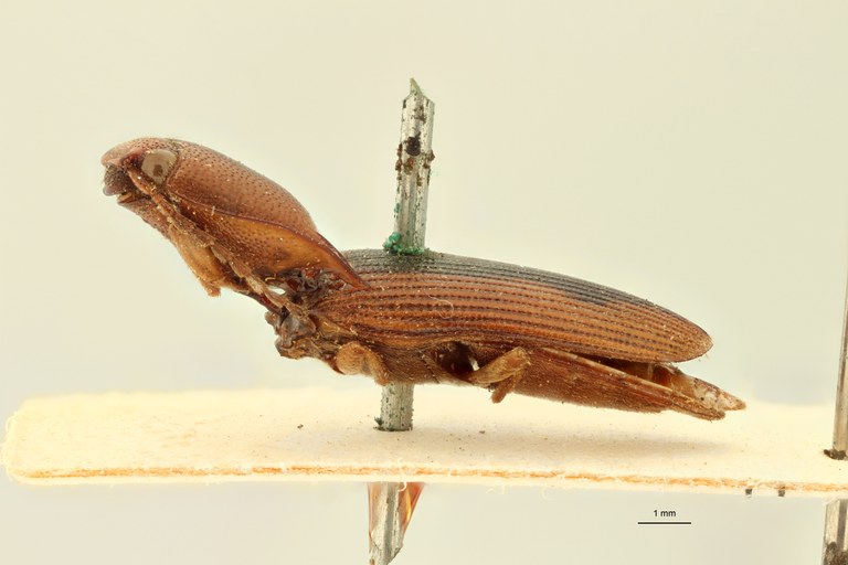 Aeolus cylindricus T L.jpg