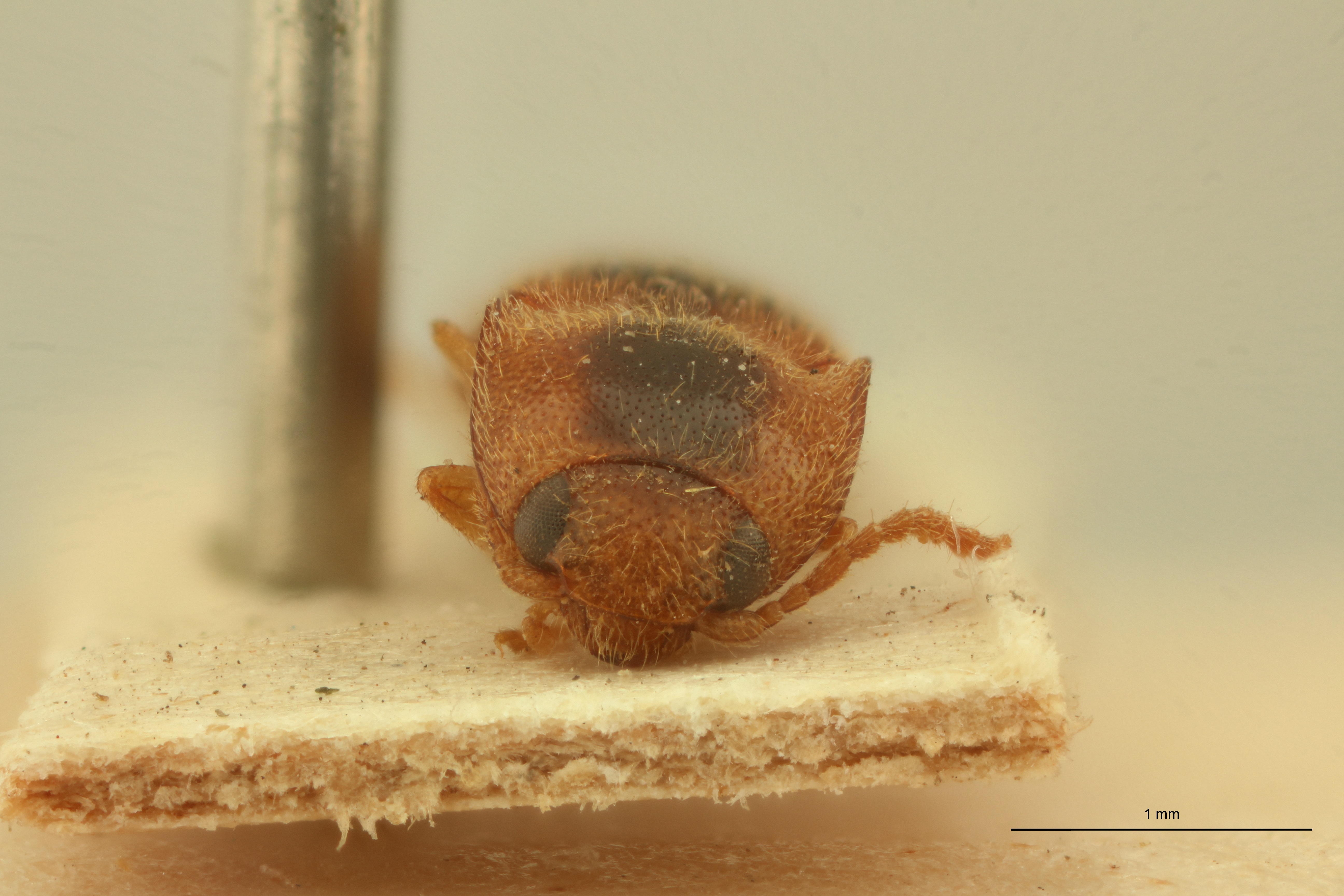 Aeolus diminitivus T F.jpg