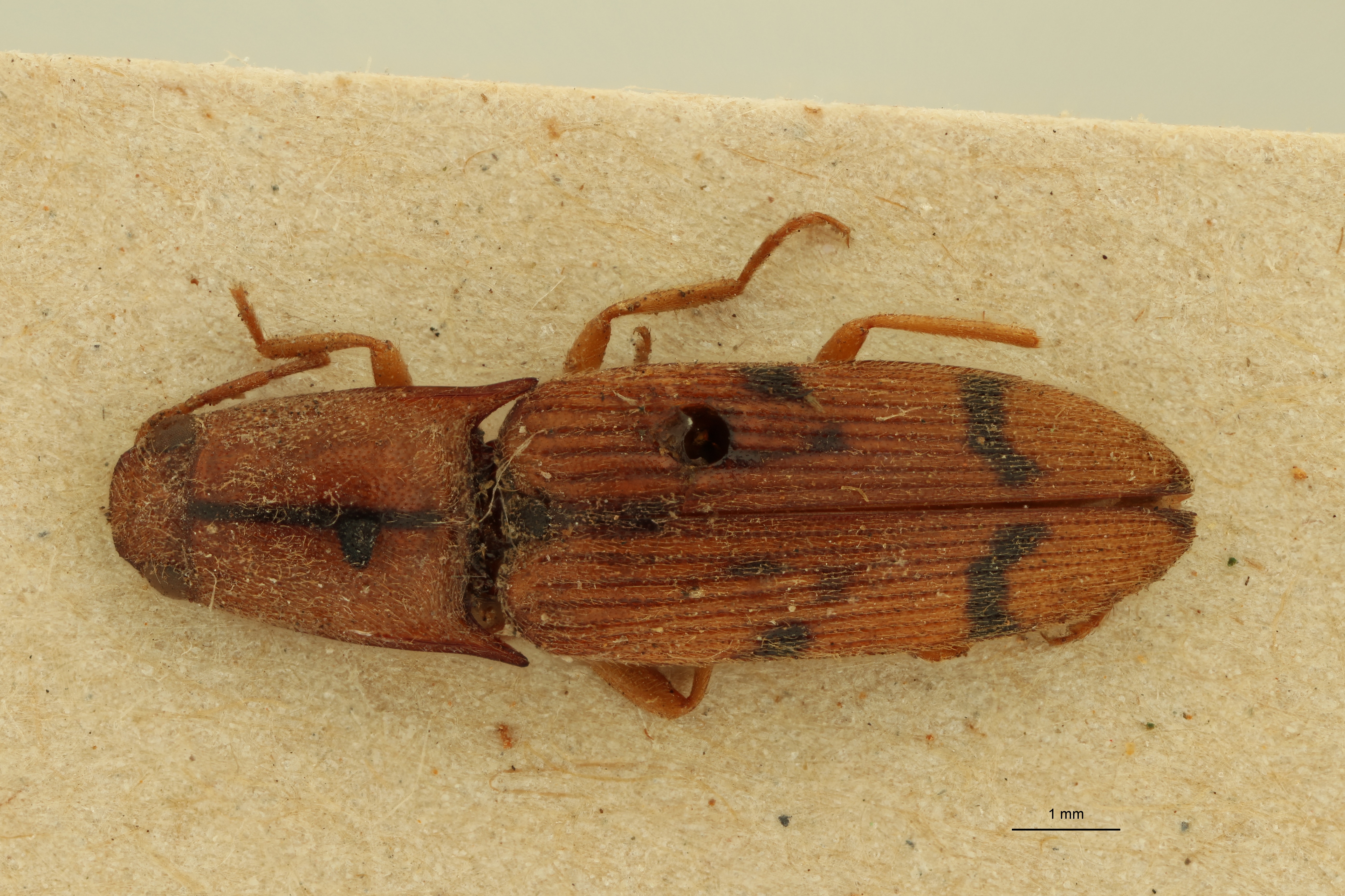 Aeolus garzoni T D.jpg