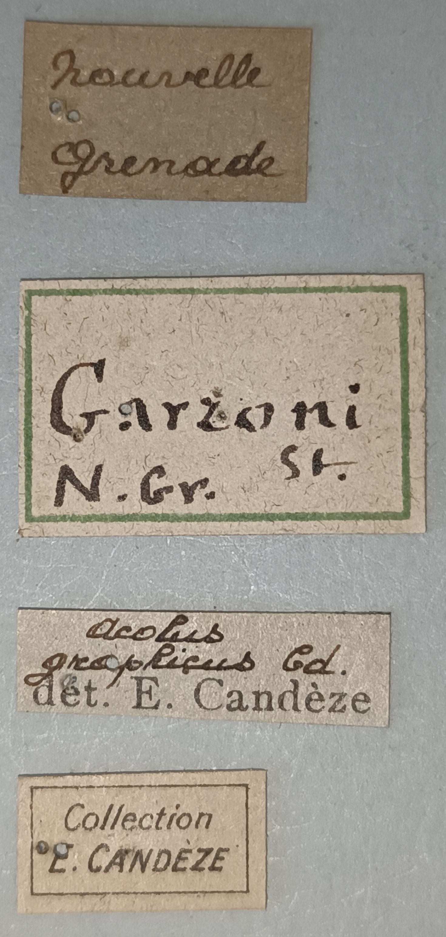 Aeolus garzoni T Labels.jpg