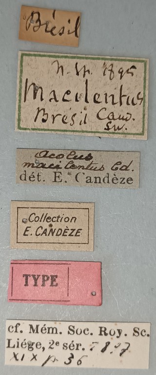 Aeolus macilentus T Labels.jpg