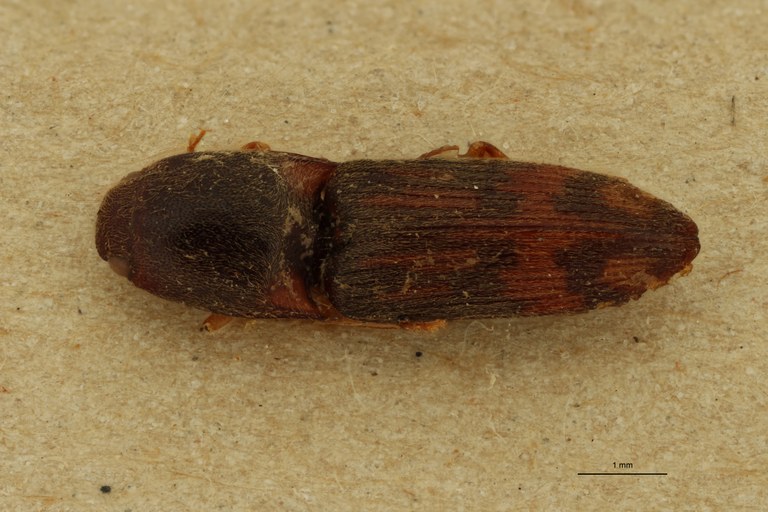 Aeolus opacus T D.jpg