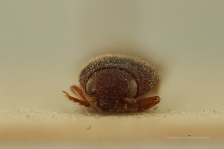 Aeolus opacus T F.jpg