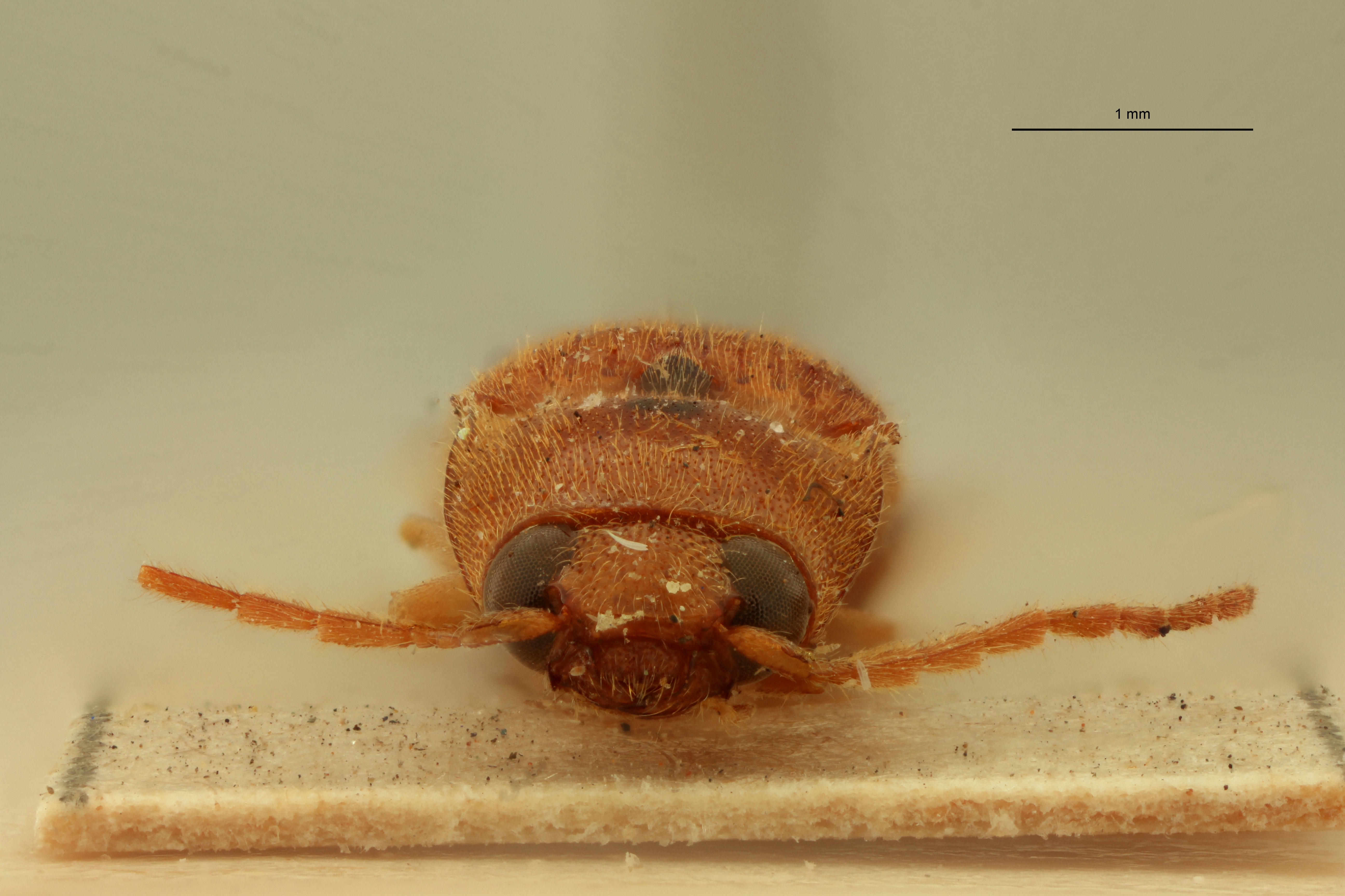 Aeolus quinarius T F.jpg
