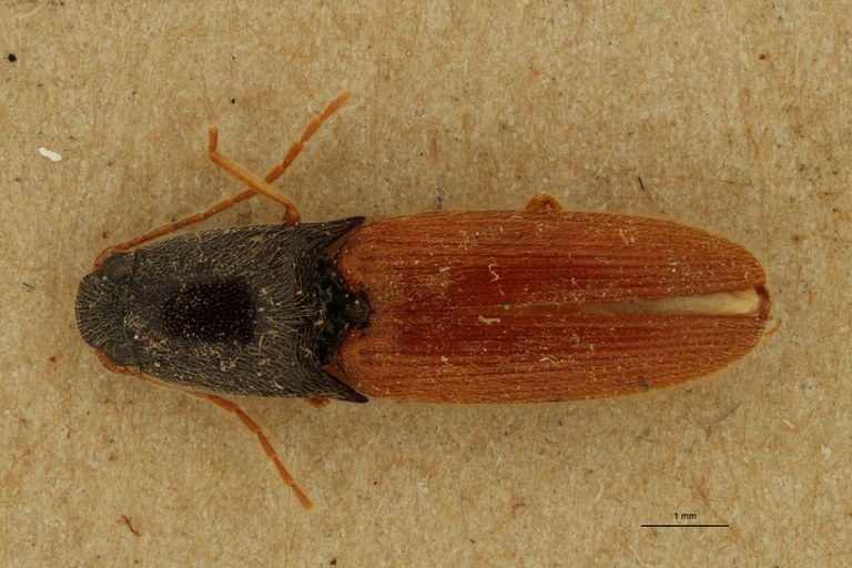 Aeolus rubripennis T D.jpg