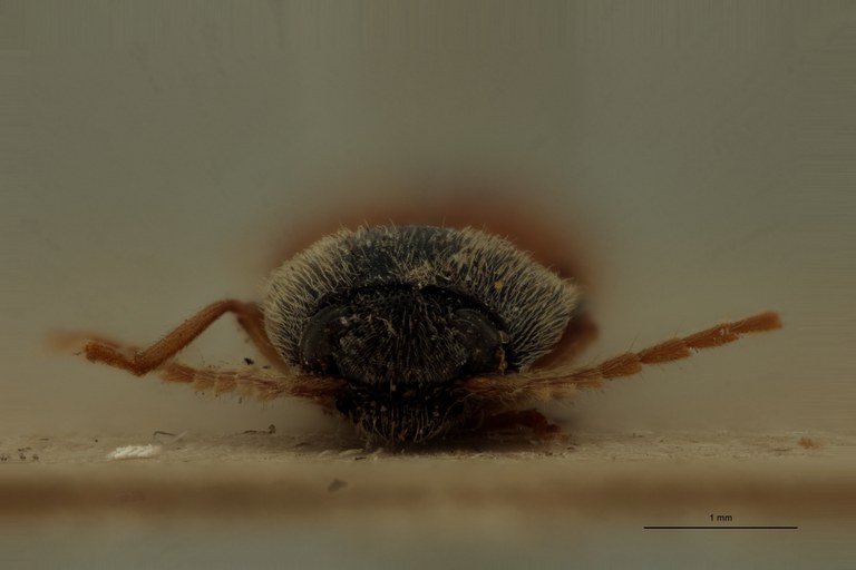 Aeolus rubripennis T F.jpg