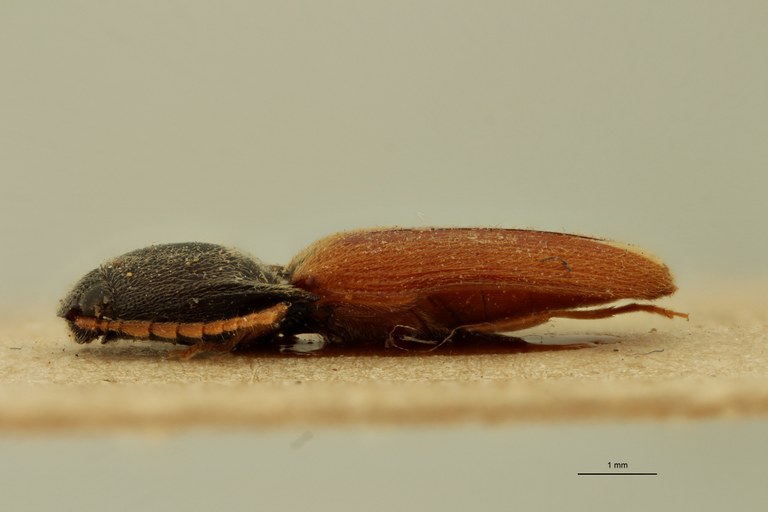 Aeolus rubripennis T L.jpg