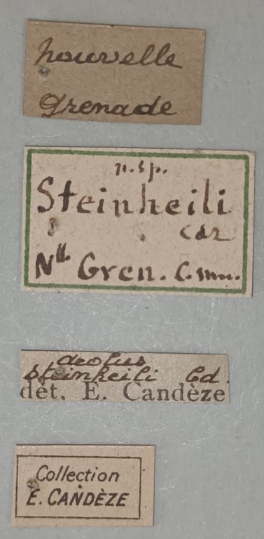 Aeolus steinheili T Labels.jpg