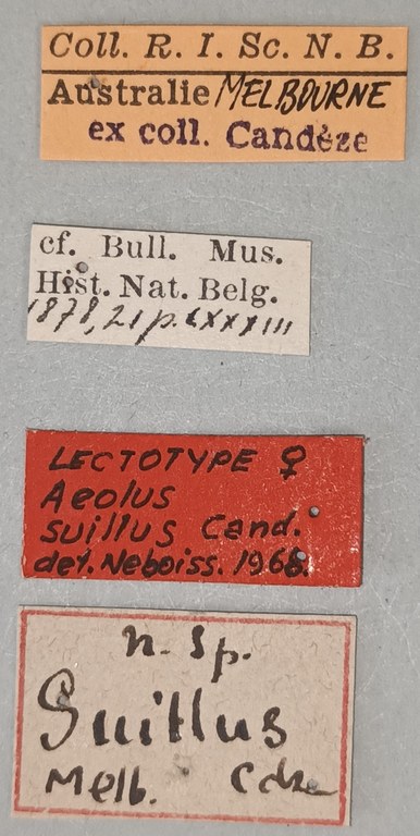 Aeolus suillus F Lt Labels.jpg