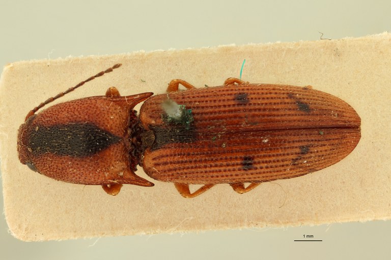 Aeolus ventricosus T D.jpg